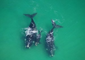 A fond fairwell to the Southern Right Whales